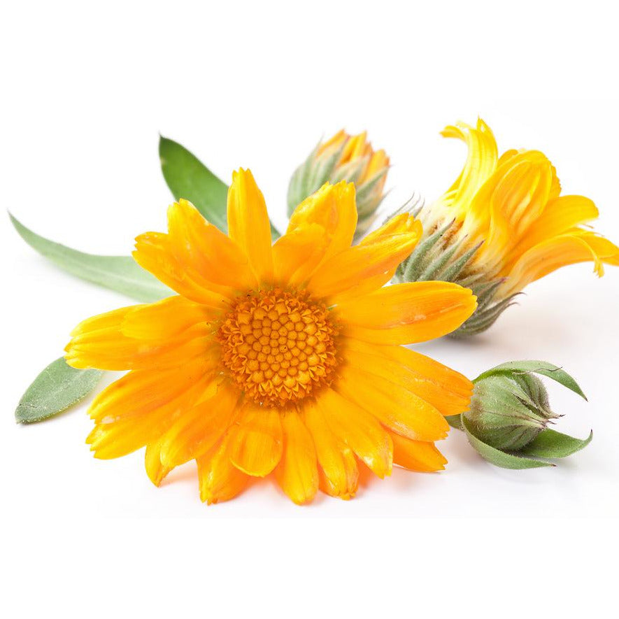 Purifying Facial Toner, Verbena + Calendula