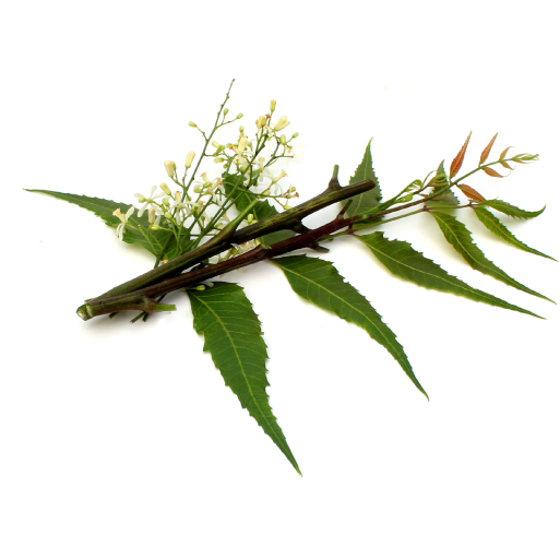 Purifying Facial Toner, Verbena + Calendula